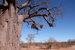 Bubalornis niger niger