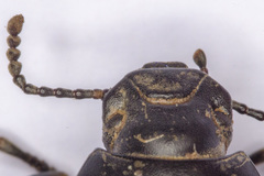 Coelometopus clypeatus