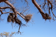 Bubalornis niger niger