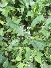 Chenopodium album
