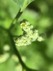 Chenopodium album