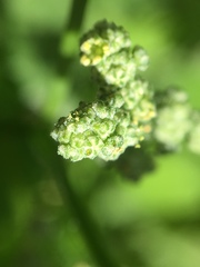 Chenopodium album