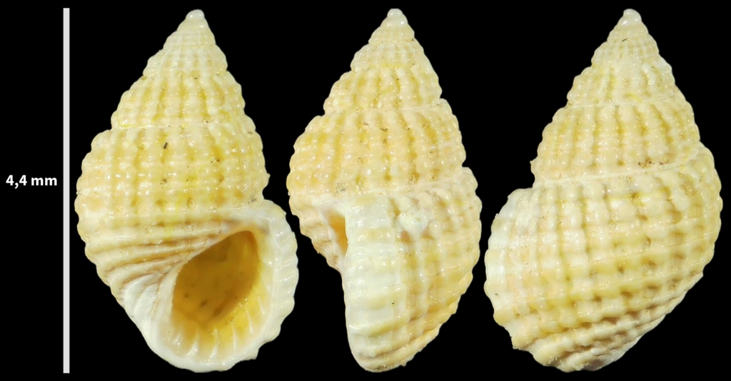 Alvania mamillata