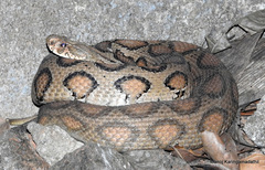 Eastern Russel's Viper photo 1