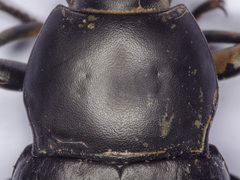 Coelometopus clypeatus