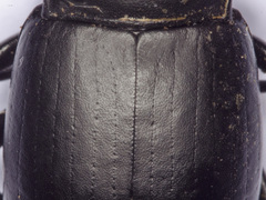 Coelometopus clypeatus