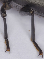 Coelometopus clypeatus