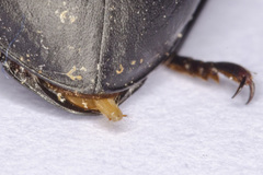 Coelometopus clypeatus