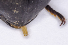 Coelometopus clypeatus