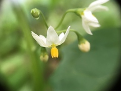 Solanum nigrum