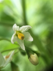 Solanum nigrum