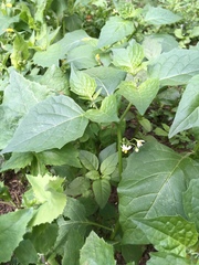 Solanum nigrum