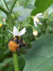 Solanum nigrum
