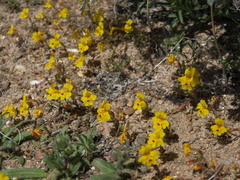 Erythranthe carsonensis