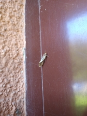Harpella forficella