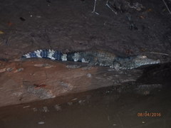 Paleosuchus trigonatus