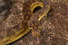 Lesser Sundas Python photo 2