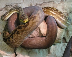 Lesser Sundas Python photo 3