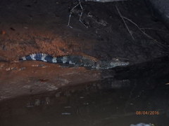 Paleosuchus trigonatus