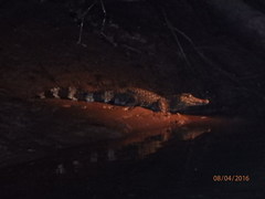 Paleosuchus trigonatus