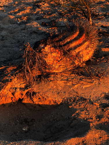 Image of Ferocactus townsendianus by (c) Bill Levine, some rights reserved (CC BY)