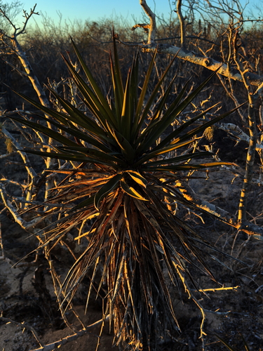 Image of Yucca capensis by (c) Bill Levine, some rights reserved (CC BY)