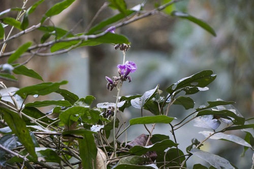 Argyreia roseopurpurea observed 2025-01-25