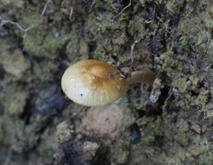 Pholiota pallidocaulis