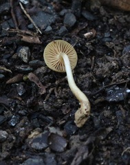 Pholiota pallidocaulis