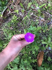 Geranium sanguineum