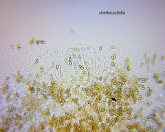 Pholiota pallidocaulis