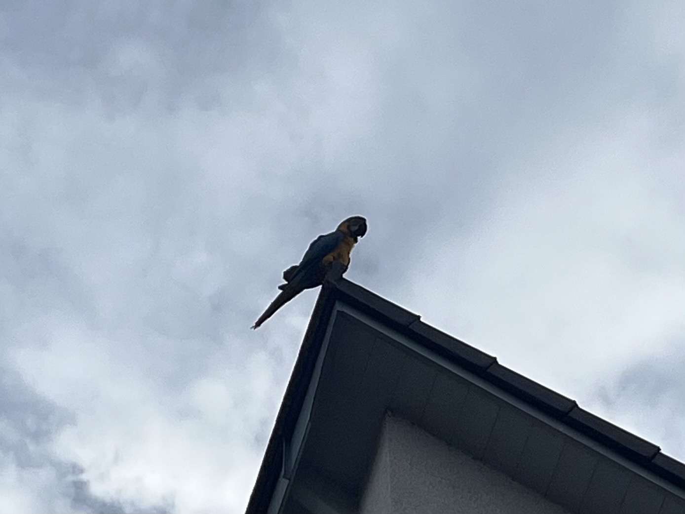 Blue-and-yellow Macaw illustration