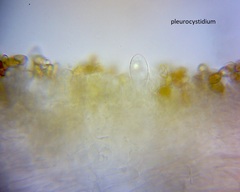 Pholiota pallidocaulis