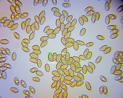 Pholiota pallidocaulis