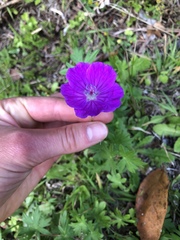 Geranium sanguineum