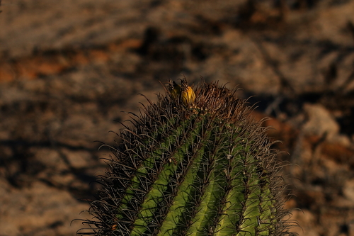 Image of Ferocactus townsendianus by (c) Bill Levine, some rights reserved (CC BY)