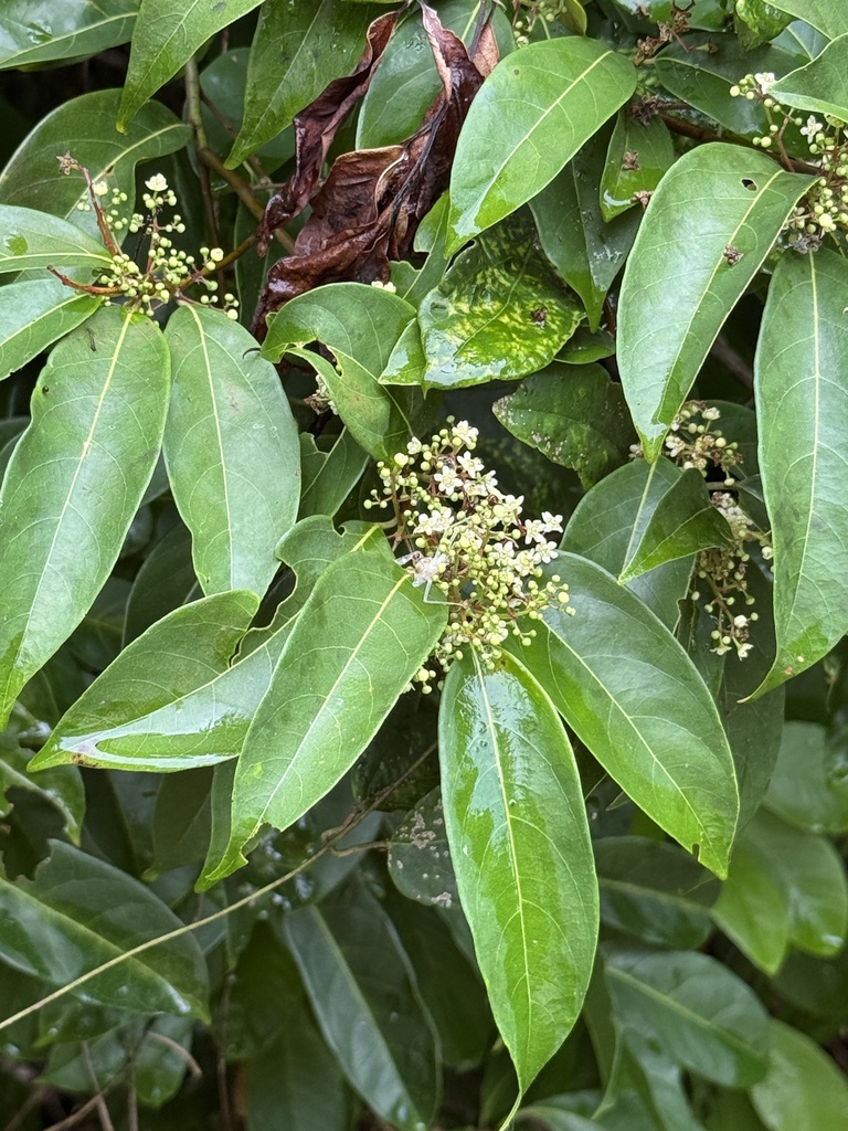 Nectandra psammophila