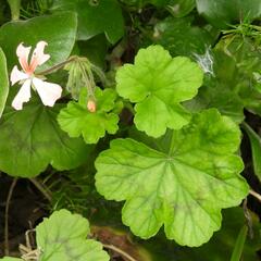 Pelargonium frutetorum, photograph (c) Henry de Lange, some rights reserved (CC BY)