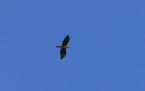 Avistamiento Águila perdicera o águila azor perdicera