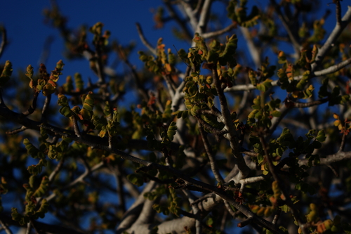 Hog Plum (Tapirira cyrtocarpa)
