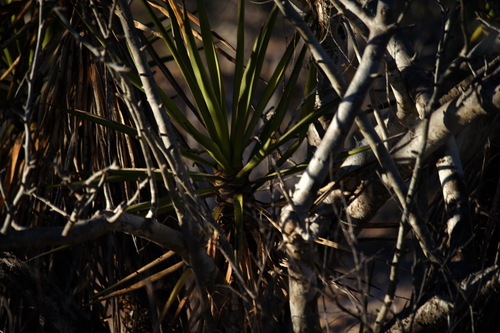 Image of Yucca capensis by (c) Bill Levine, some rights reserved (CC BY)