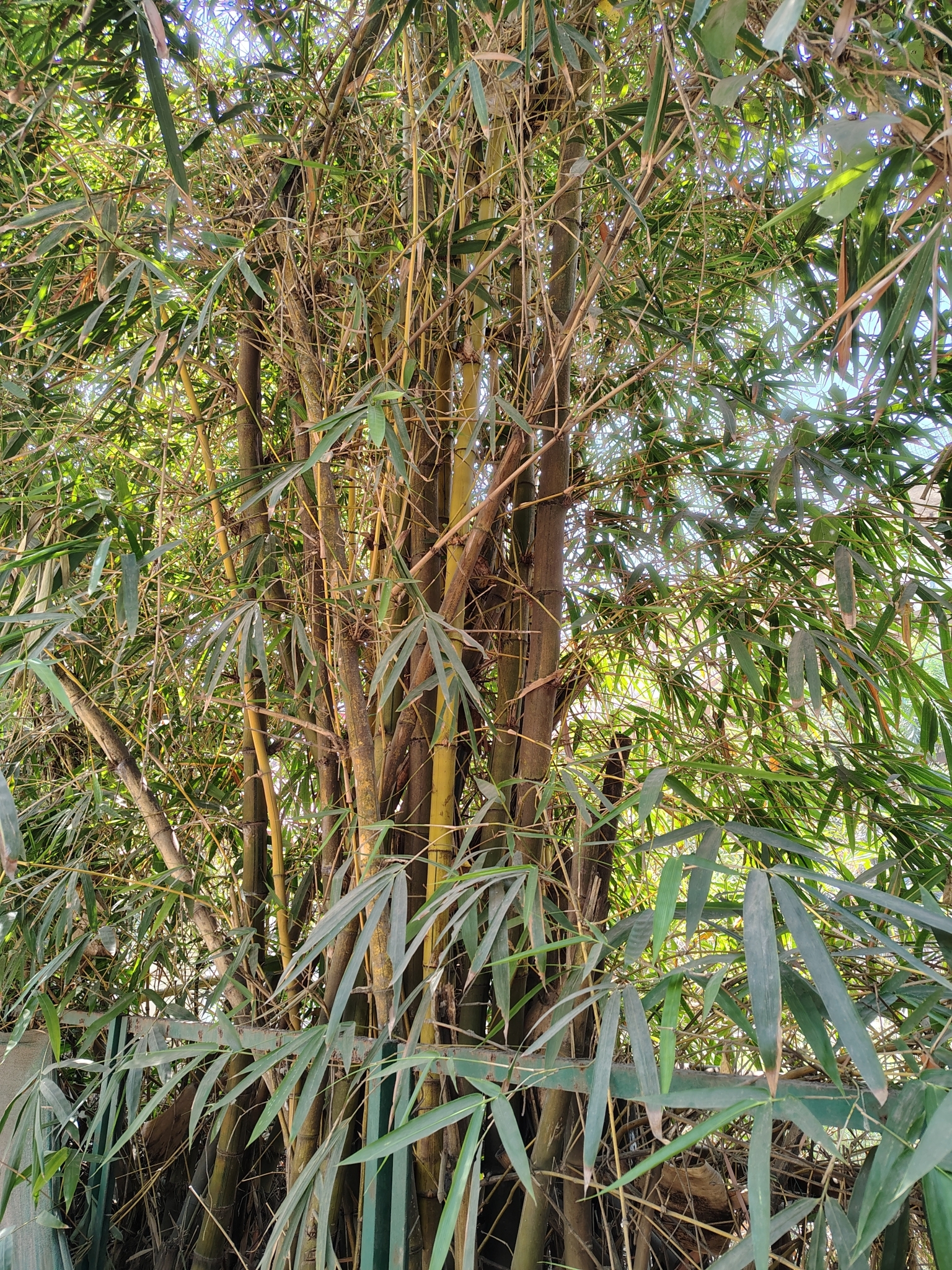 Imagem de Bambu