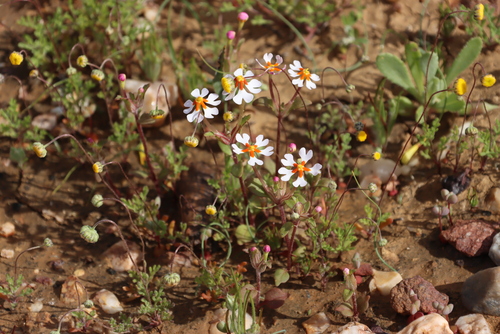 Dwarf Drumsticks (Zaluzianskya pumila)