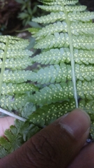 Athyriaceae