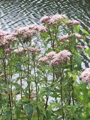 Eupatorium cannabinum