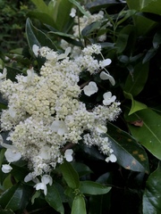 Hydrangea integrifolia