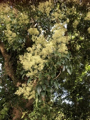 Hydrangea integrifolia