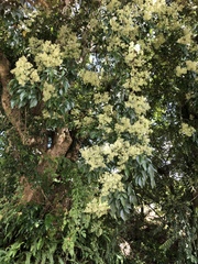 Hydrangea integrifolia