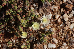 (c) Tony Rebelo, some rights reserved (CC BY-SA) Drosanthemum schoenlandianum, photograph (c) Tony Rebelo, some rights reserved (CC BY-SA)