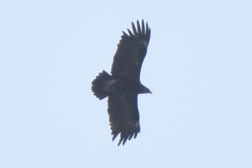 Greater Spotted Eagle